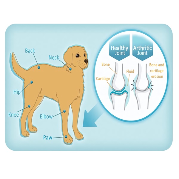 An anatomical illustration showing the difference between a healthy and arthritic dog joint, highlighting key problem areas on the canine's body.